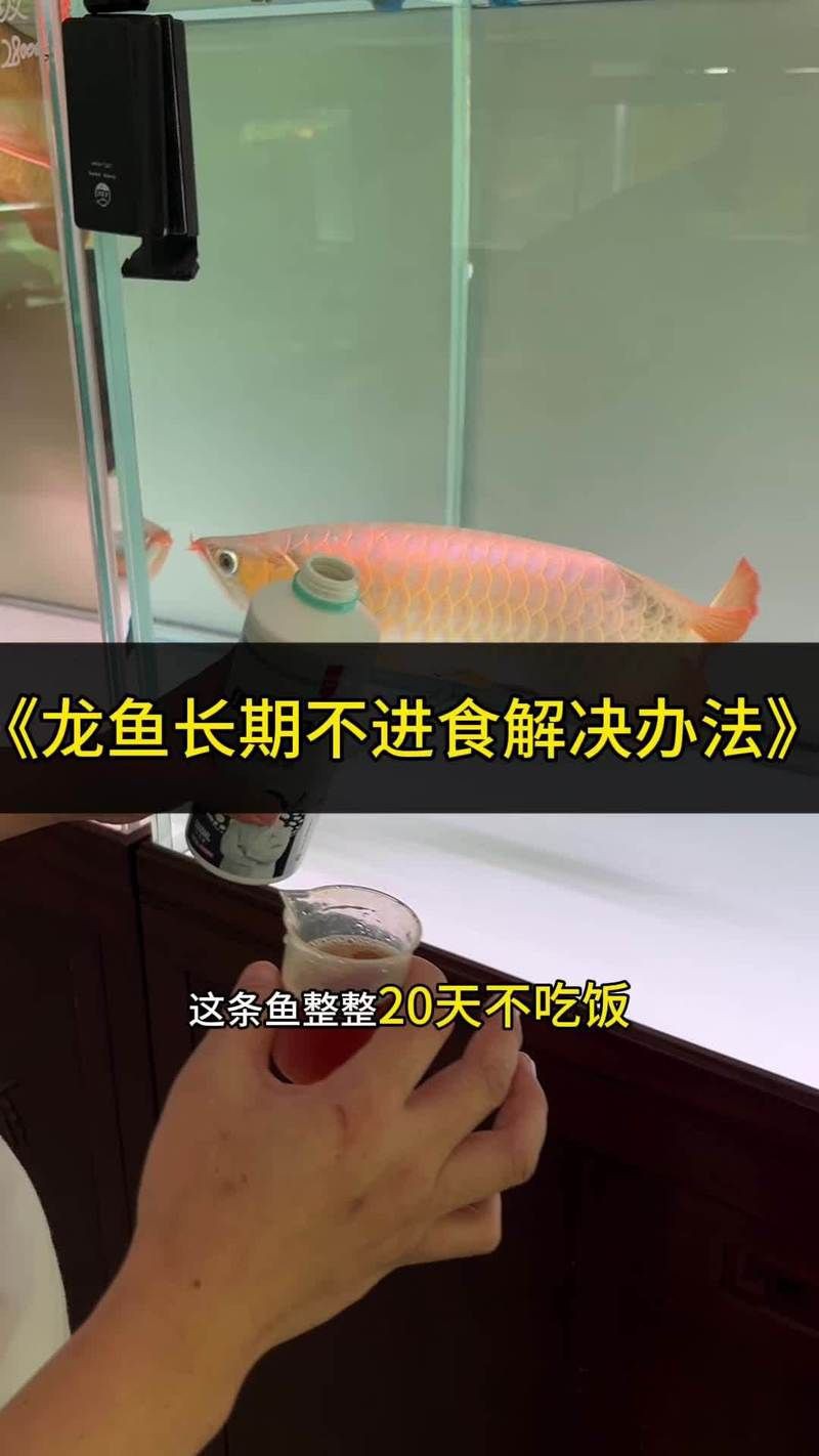 龍魚一周不開口正常嗎