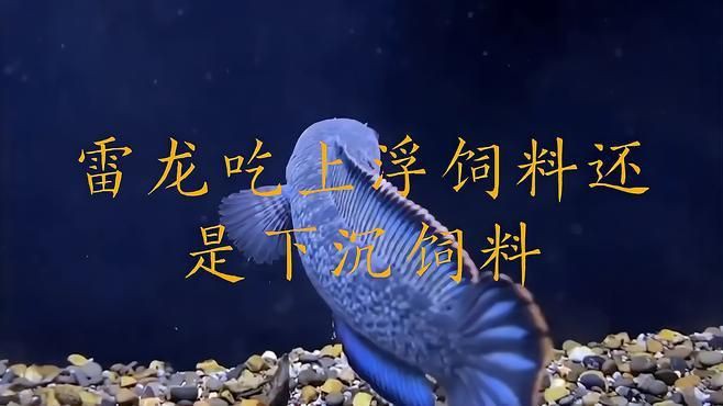 雷龍吃上浮飼料還是下沉飼料