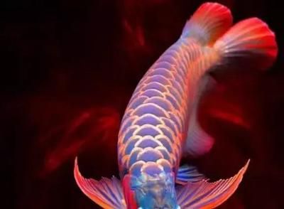 龍魚的吉祥語言（龍魚在中國文化中被視為吉祥的象征其吉祥語言和寓意豐富多樣）