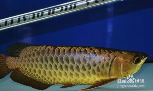 龍魚有片鱗翹起來了怎么辦：龍魚鱗片翹起了怎么辦