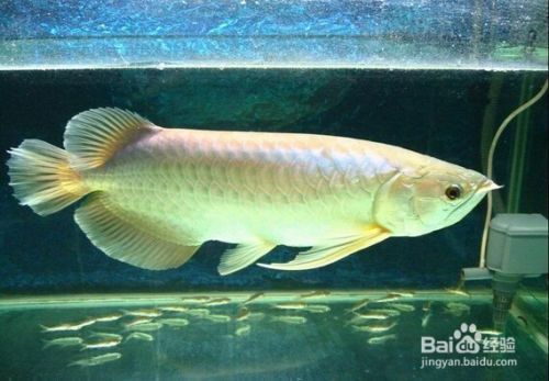 龍魚有片鱗翹起來了怎么辦：龍魚鱗片翹起了怎么辦