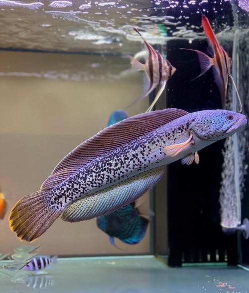 最大的雷龍魚(yú)是哪一種品種圖片