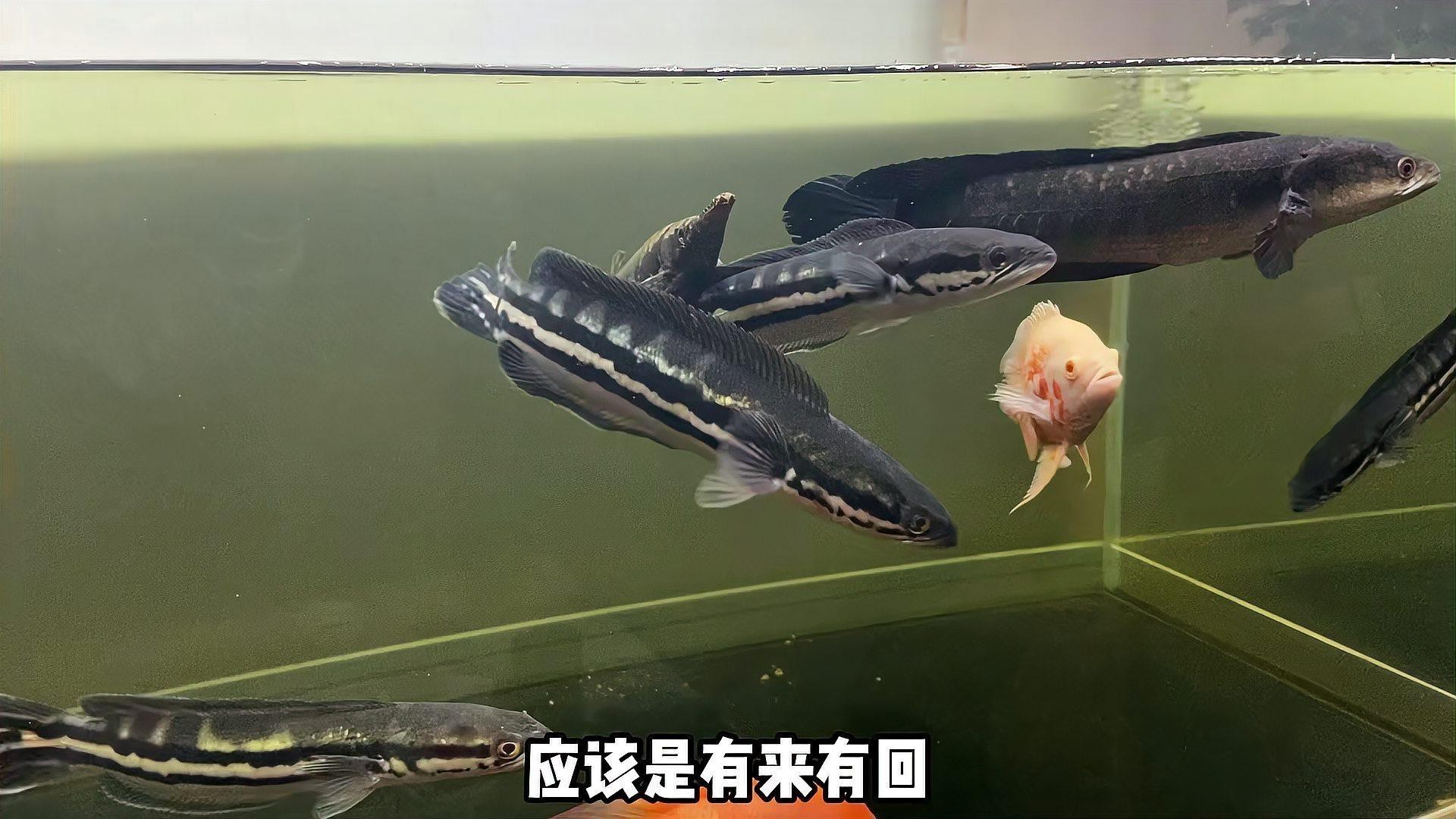 最大的雷龍魚(yú)是哪一種品種圖片