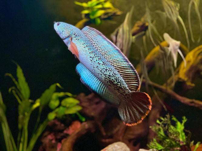 最大的雷龍魚(yú)是哪一種品種圖片