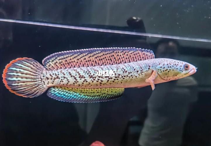 最大的雷龍魚(yú)是哪一種品種圖片