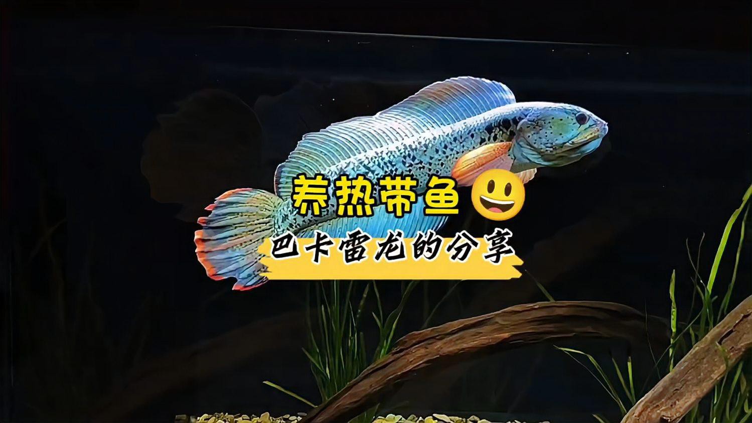 最大的雷龍魚(yú)是哪一種品種圖片