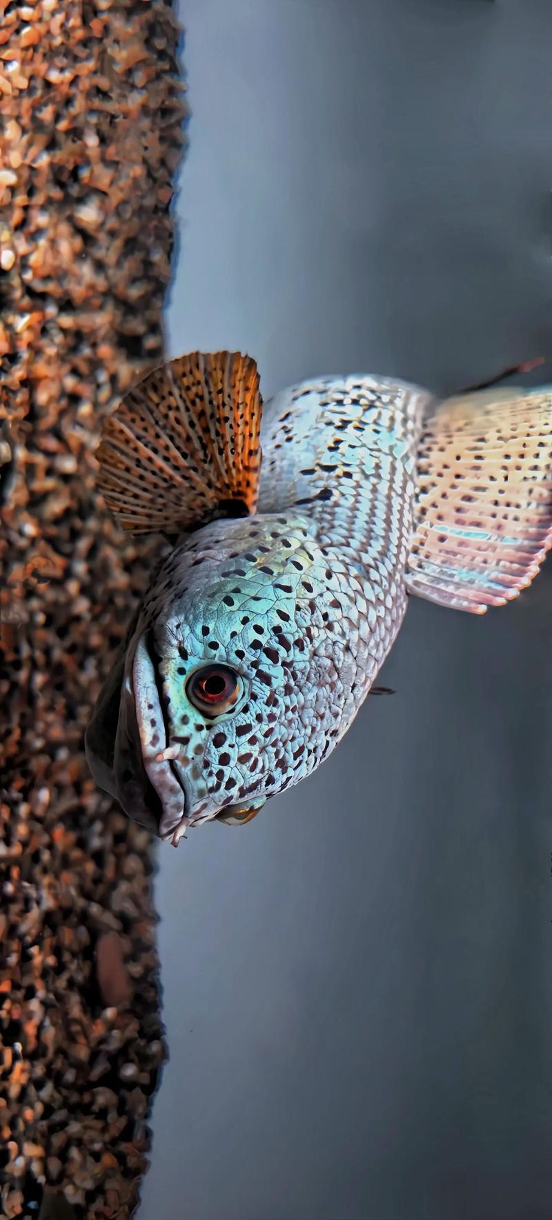 最大的雷龍魚(yú)是哪一種品種圖片