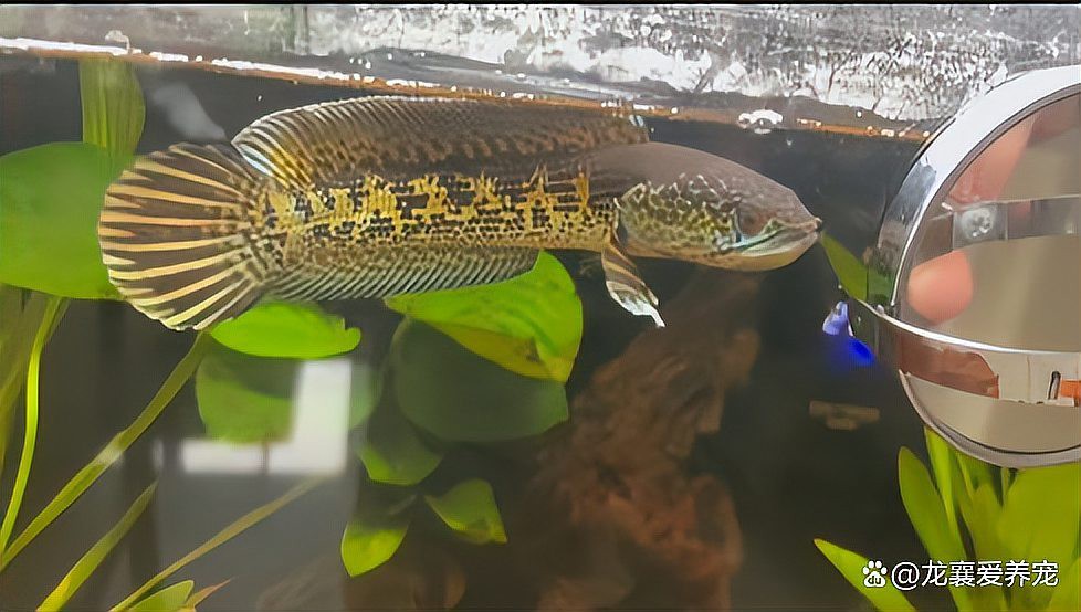 最大的雷龍魚(yú)是哪一種品種圖片