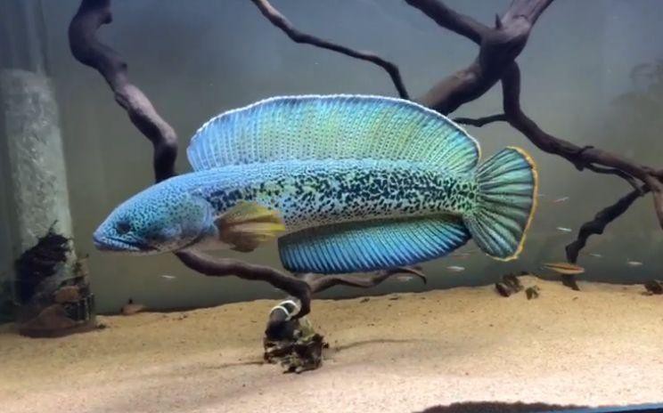 最大的雷龍魚(yú)是哪一種品種圖片