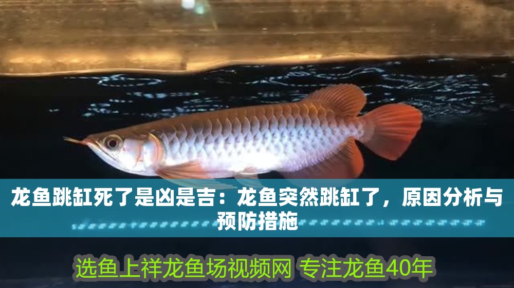 龍魚跳缸死了是兇是吉：龍魚突然跳缸了，原因分析與預防措施