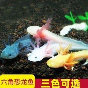 小龍魚會(huì)吃其他魚嗎：小龍魚會(huì)吃其他魚嗎，