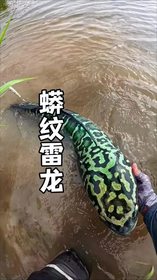 彩虹雷龍發色期間需要換水嗎？