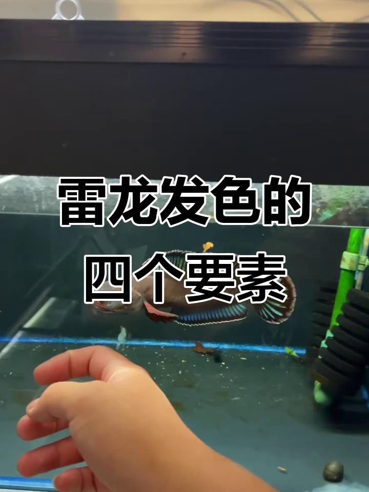彩虹雷龍發色期間需要換水嗎？