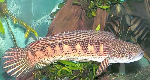 彩虹雷龍發色期間需要換水嗎？