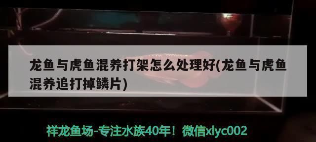 龍魚反腮怎么處理：龍魚撞缸掉鱗怎么辦