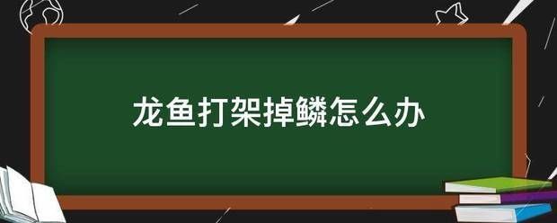 龍魚反腮怎么處理：龍魚撞缸掉鱗怎么辦
