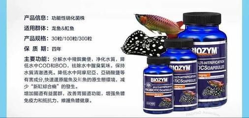 龍魚專用藥物使用注意事項：龍魚萬能藥使用技巧