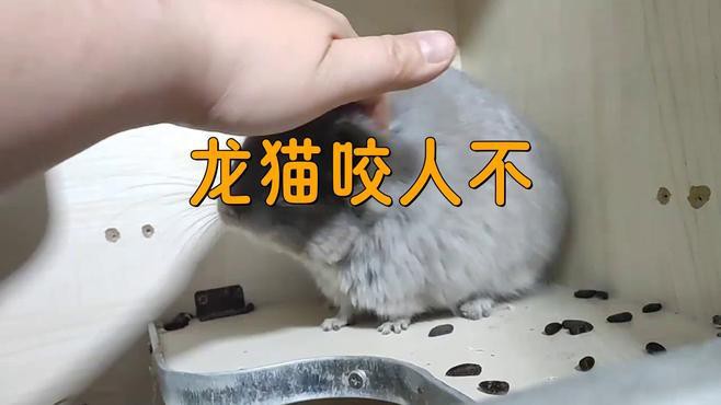 龍貓認(rèn)主后還會咬人嗎？