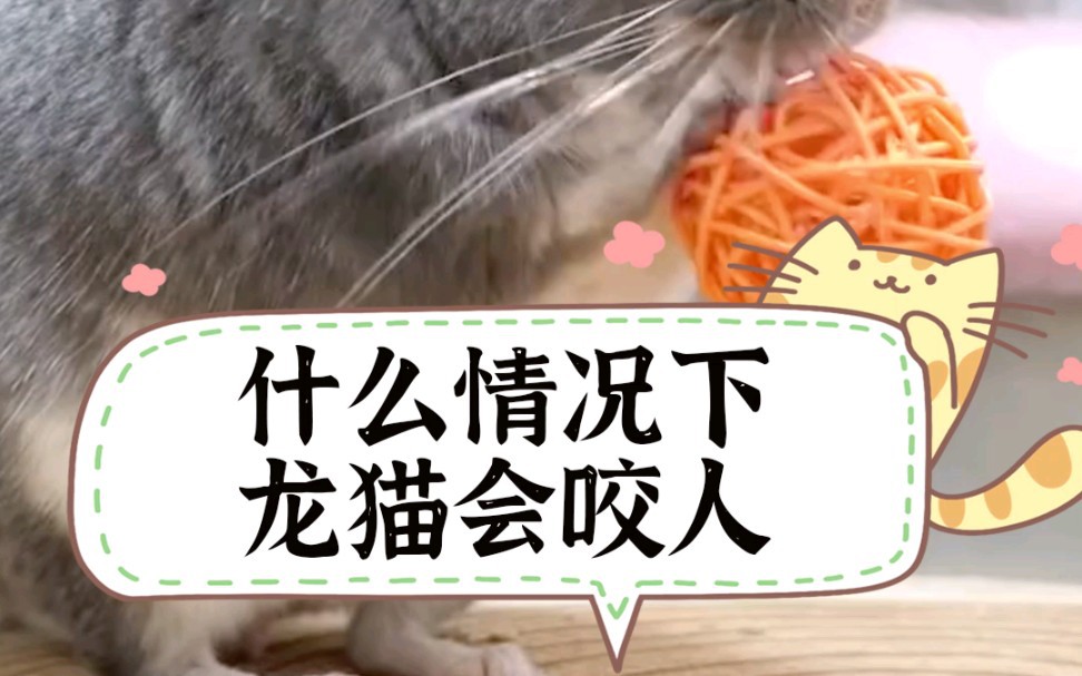 龍貓認(rèn)主后還會(huì)咬人嗎？