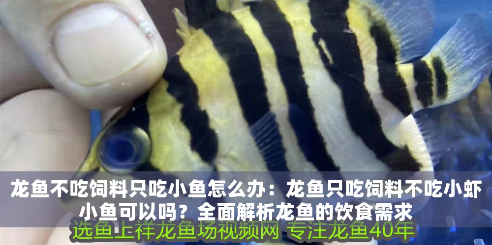 龍魚不吃飼料只吃小魚怎么辦：龍魚只吃飼料不吃小蝦小魚可以嗎？全面解析龍魚的飲食需求