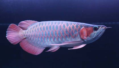 紅龍魚適合多少度水溫養：紅龍魚最適合的水溫范圍是24-29攝氏度