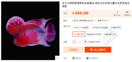 小金龍魚苗：小金龍魚苗的飼養技巧