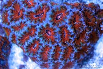 小金龍魚苗：小金龍魚苗的飼養技巧