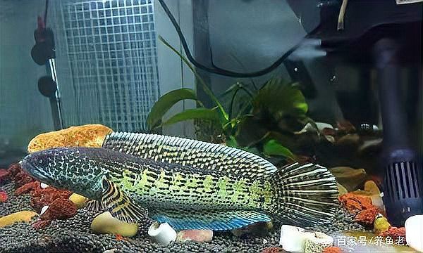 龍魚內臟受損后多久會死