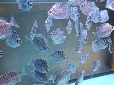 銀古魚苗飼料購買指南：銀古魚苗飼料保存技巧銀古魚苗飼料保存技巧