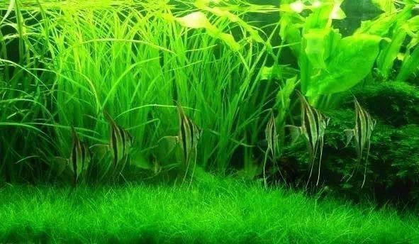 埃及神仙魚選購誤區解析：埃及神仙魚健康檢查要點,埃及神仙魚混養指南,