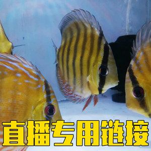 埃及神仙魚選購誤區解析：埃及神仙魚健康檢查要點,埃及神仙魚混養指南,