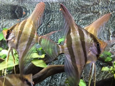 埃及神仙魚選購誤區解析：埃及神仙魚健康檢查要點,埃及神仙魚混養指南,