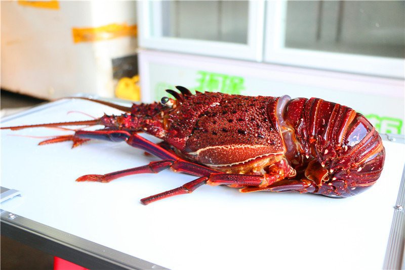 澳龍和紅龍哪個更稀有？