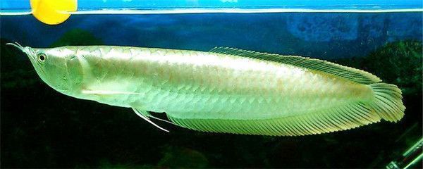 龍魚可以吃魚食嗎