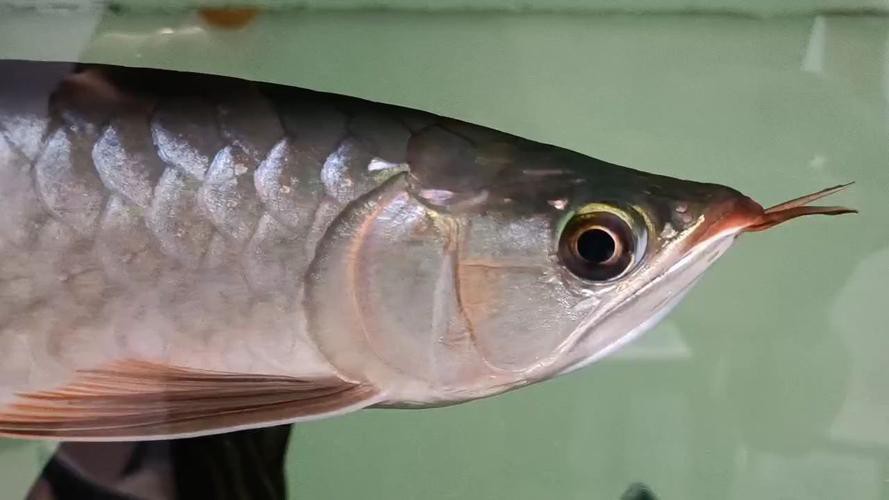 金龍魚發色從什么部位開始的圖片