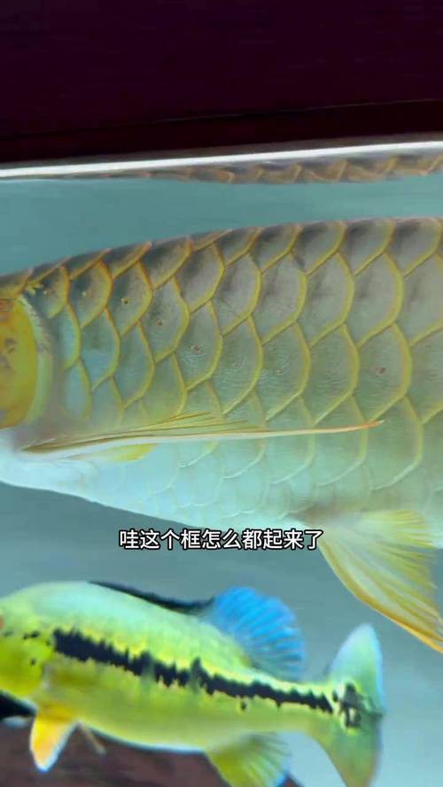 金龍魚發色從什么部位開始的圖片