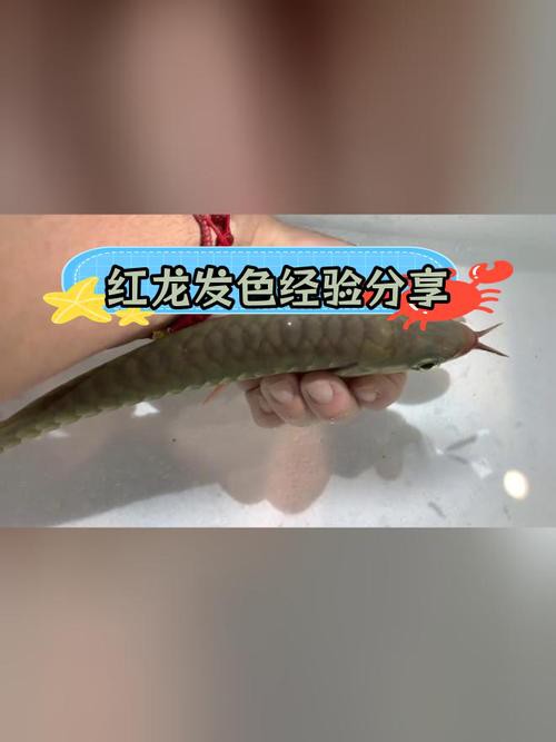 金龍魚發色從什么部位開始的圖片