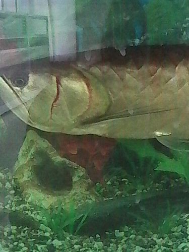 金龍魚發色從什么部位開始的圖片
