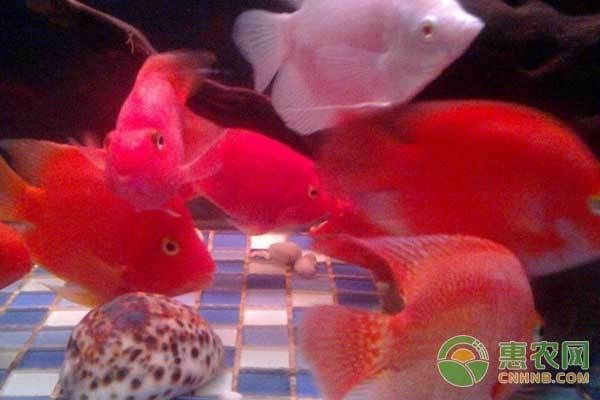 紅魔王銀版魚(yú)繁殖技巧（紅魔王銀版魚(yú)繁殖技巧查詢）