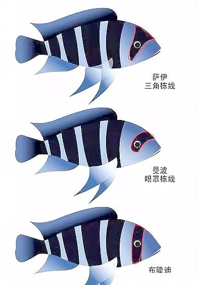 薩伊藍配龍魚