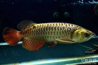 25公分的金龍魚是幾個月：25公分的金龍魚的大概年齡是多少？