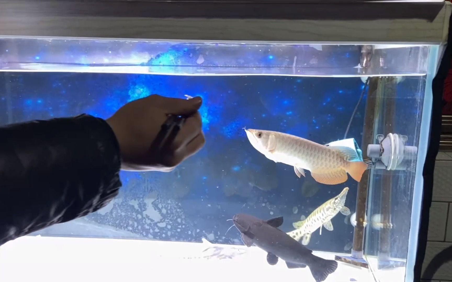 紅色龍魚多久喂一次食？