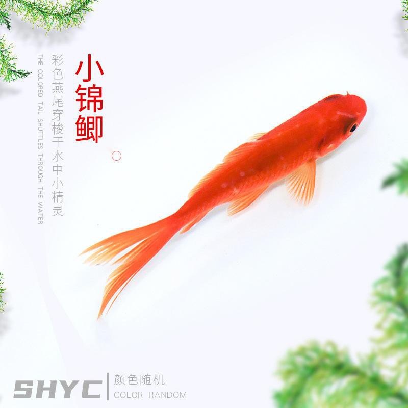 哪里可以購買到進(jìn)口橙紅龍魚？