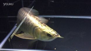 過背金龍魚喂什么發色好（過背金龍魚的發色好壞受多種因素影響金龍魚發色）