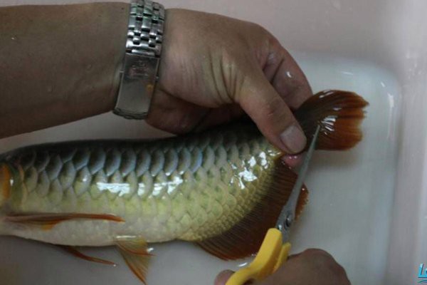 如何判斷龍魚鰭條是否完全恢復？