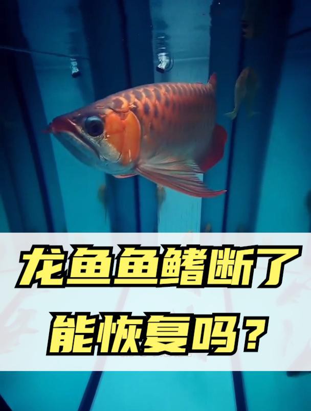 如何判斷龍魚鰭條是否完全恢復？