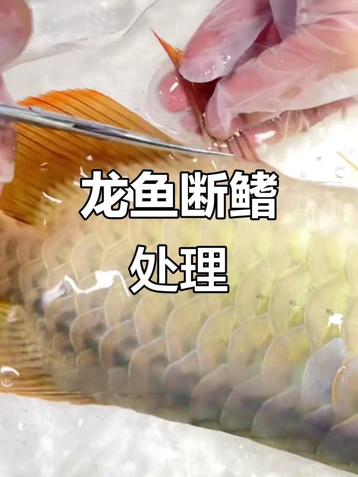 如何判斷龍魚鰭條是否完全恢復？