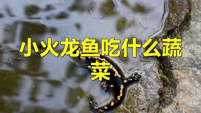 小火龍魚多久喂一次食