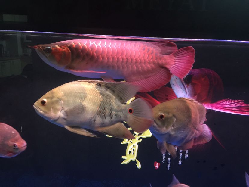 最貴的龍魚品種有哪些？