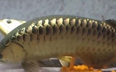 金龍魚的卵在不同的生命周期階段有不同的外觀表現：金龍魚的卵在不同的生命周期階段會有不同的外觀表現